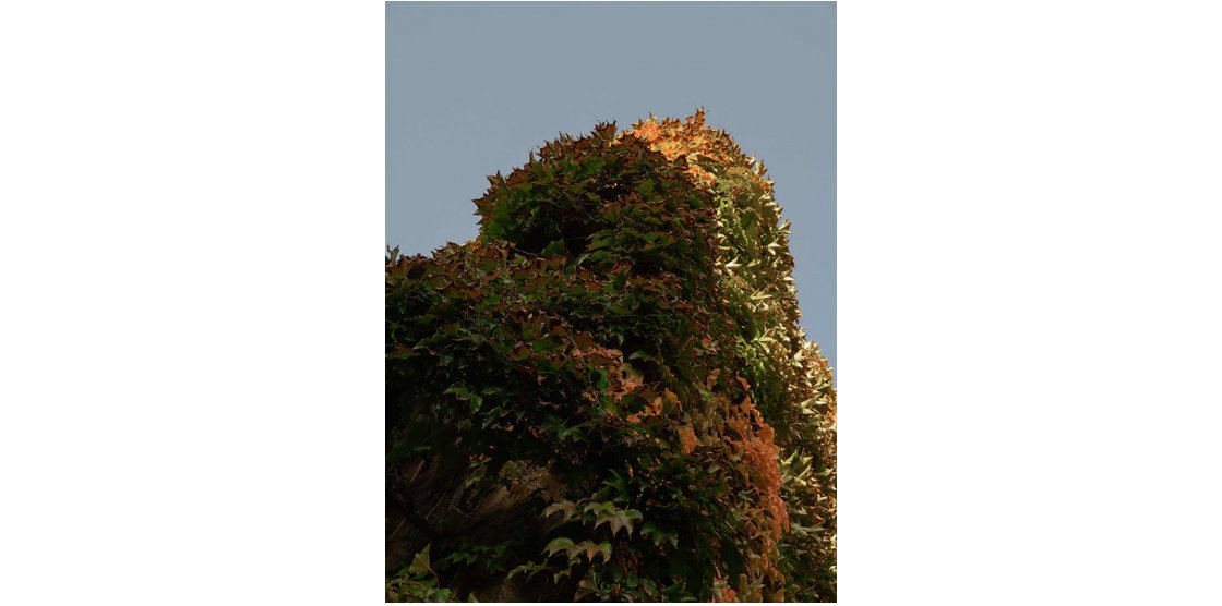 EXPOSITION METZ PHOTO 9.4 /  Bruno Madec  “ARCHITECTURE VEGETALE” /  Sylvain Erbs “PASSANT,SOUVIENS-TOI”