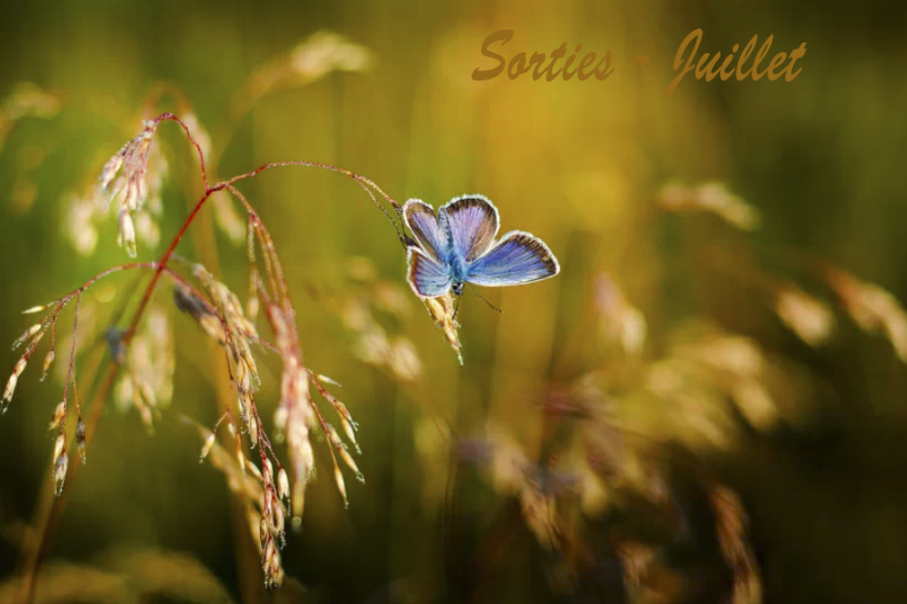Sorties nature - Juillet 2026