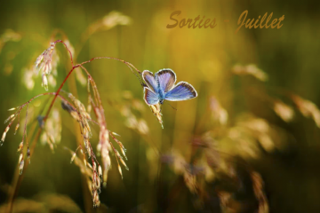 Sorties nature - Juillet 2026