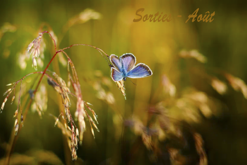 Sorties nature - Août 2026