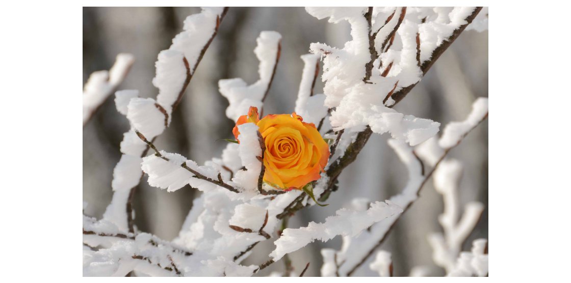 Soirée du vendredi : Manifeste photo Emmanuel Lucas